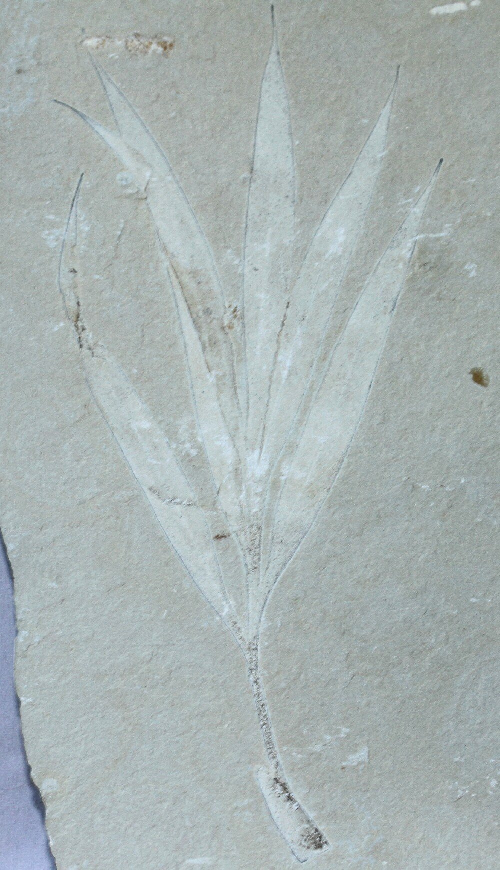 Cretaceous Fossil Plant