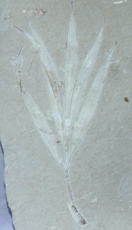 Sapindopsis Cretaceous Fossil Plant