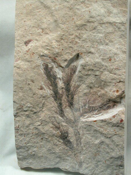 cretaceous plant fossils
