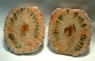 Araucaria Seed Cone Fossils