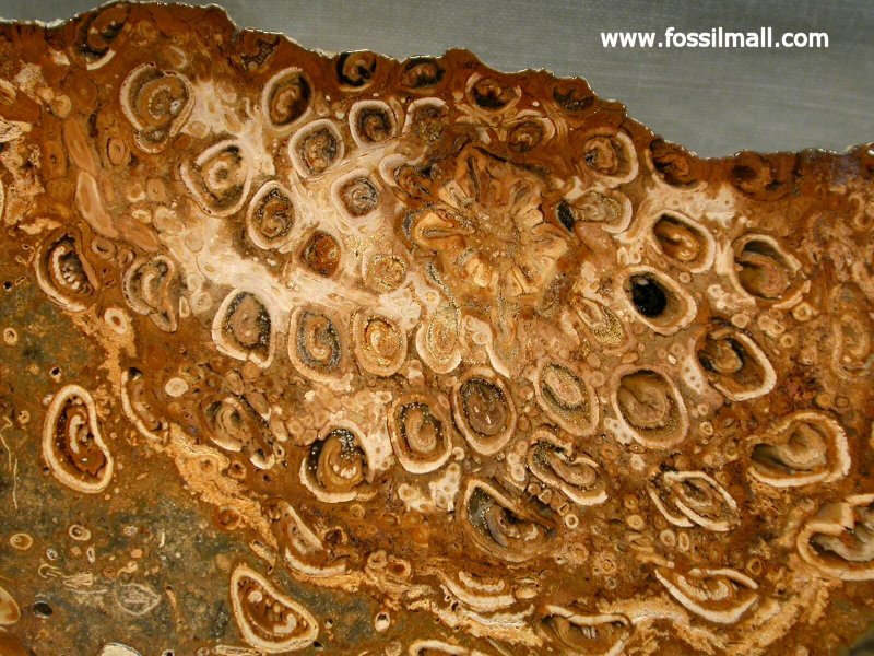 Osmundacaulis Tree Fern Fossil