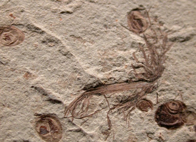 Liaoning Plant Fossil