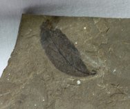 Beech Leaf Fossil