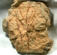 Glyptostobus Swamp Cypress plant Fossils