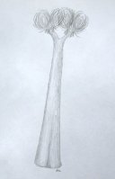 Sigillaria tree