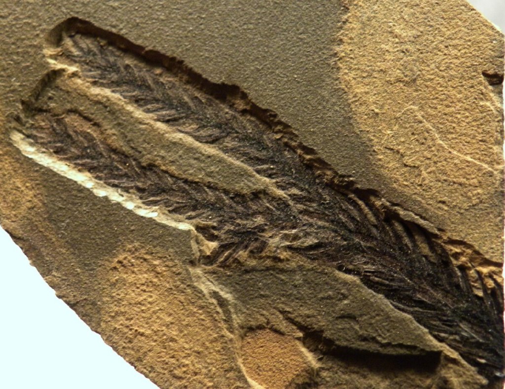 Walchia Fossil Plant