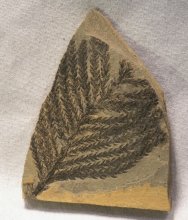 Permian Plant Fossil