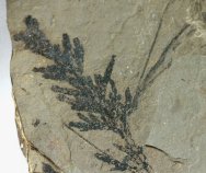 Conifer Plant Fossils 