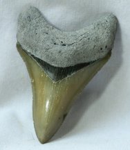 Colorful Megalodon Shark Tooth