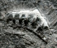 Caseodus Primitive Paleozoic Shark Tooth