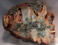 Ephyalpes Paleoproterozic Stromatolite from Australia