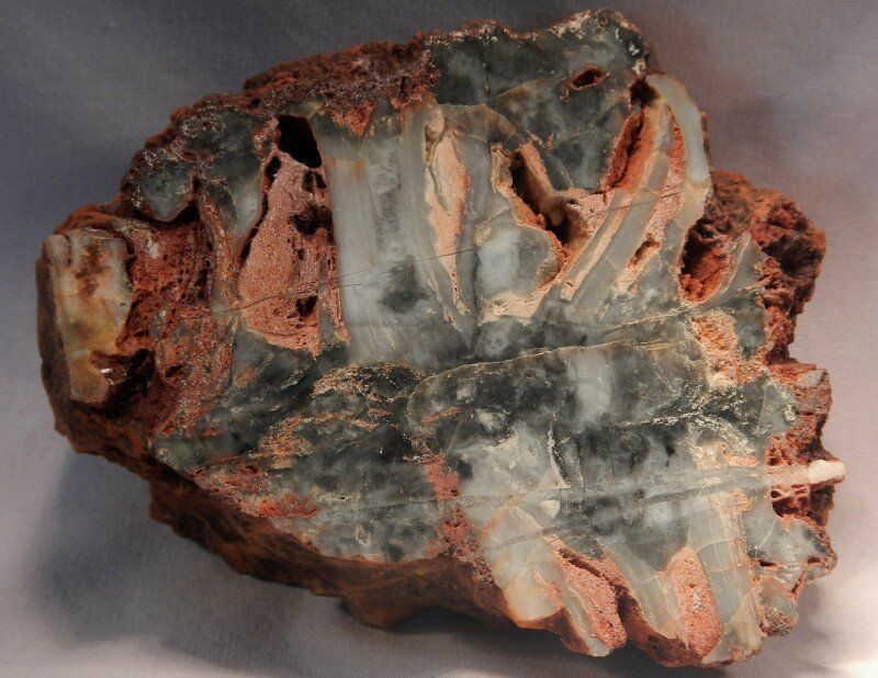 Ephyalpes edingunnensis Paleoproterozic Stromatolite