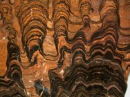 Lower Proterozoic Stromatolites from Bolivia