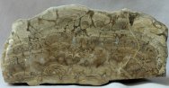 Utah Stromatolites