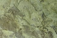 Arthropodichnus Arthropod Ichnofossil