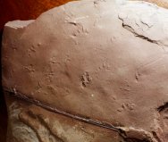 Pennsylavian Amphibian Trackways Fossil