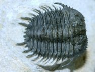 Gondwanaspis Trilobite