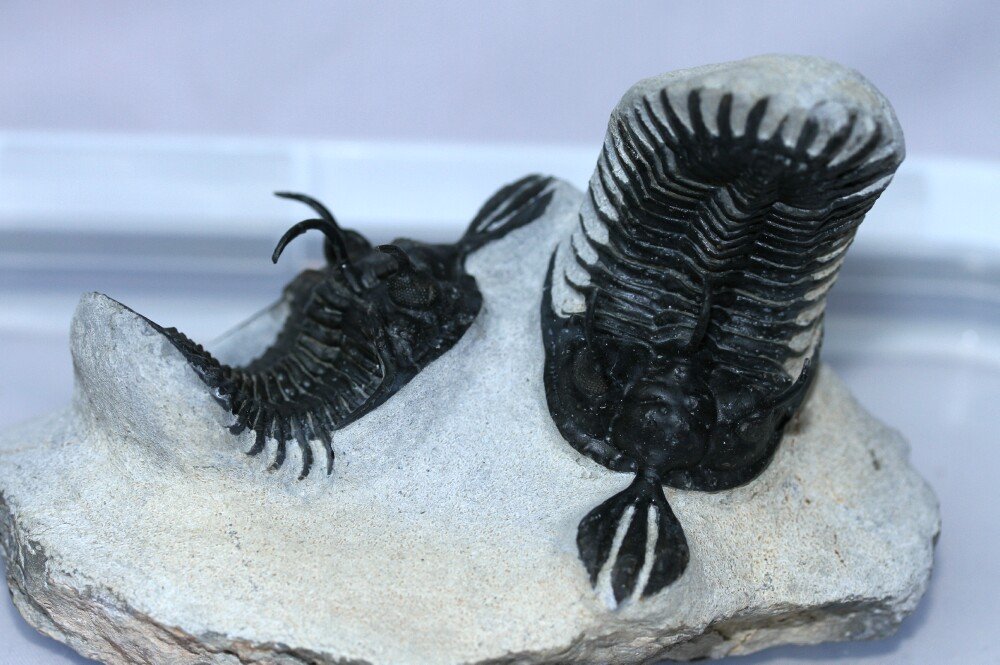 Walliserops Trilobites