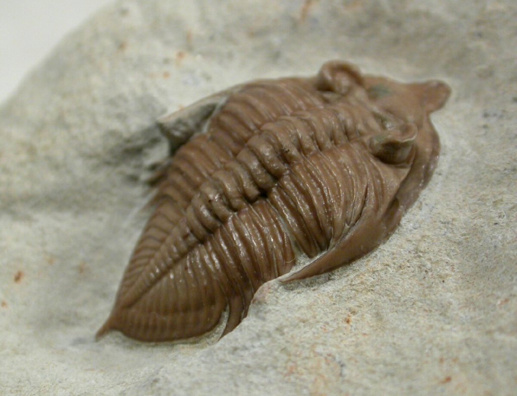 Huntoniatonia Trilobite