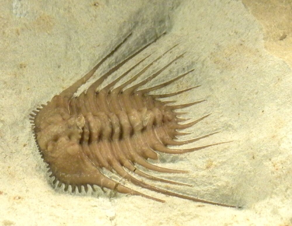 Kettneraspis williamsi