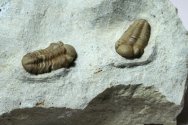Paciphacops Trilobites