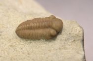 Viaphacops Oklahoma Trilobites