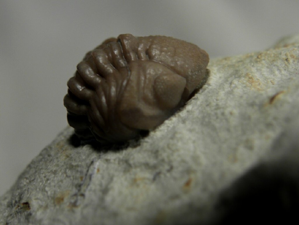 Kainops raymondi