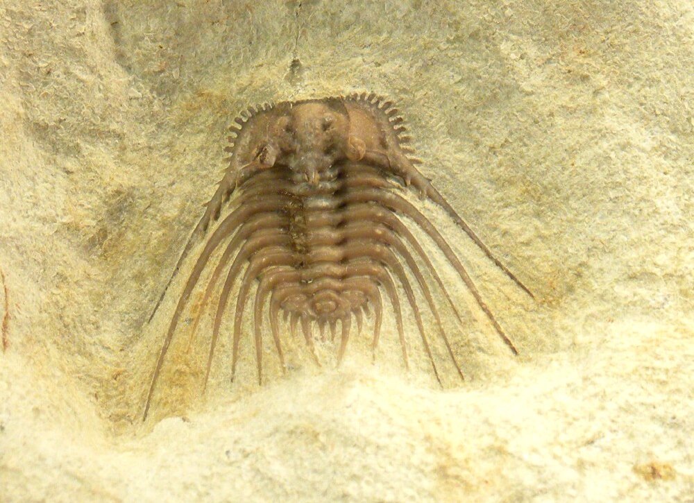 Oklahoma Trilobite Kettneraspis williamsi