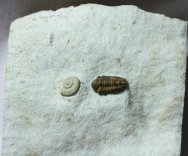 Paciphacops Trilobite and Gastropod