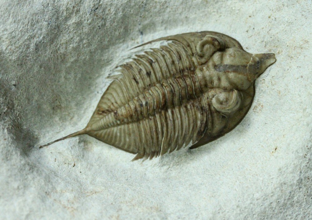 Huntoniatonia (Huntonia) lingulifer Oklahoma Trilobite
