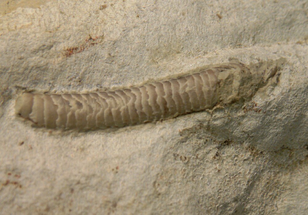 Armored Worm Fossil 