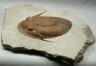 Leningradites longispinus Trilobite