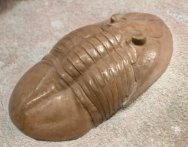 Rare Ptychopyge rossica Russian Trilobite