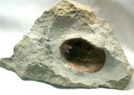 Asaphus Russian Trilobite Prepared Ventral