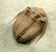 Chasmops praecurrens Russian Trilobite