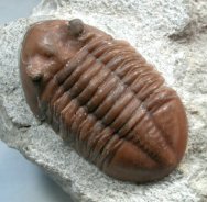 Asaphus lepidurus Russian trilobite