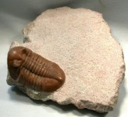Asaphus raniceps Russian trilobite