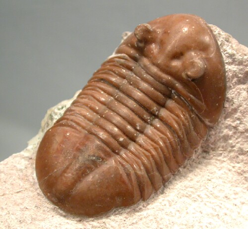 Asaphus raniceps Russian Trilobite 