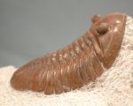 Asaphus raniceps Russian Trilobite