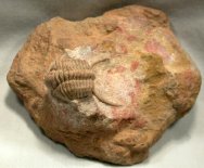 Rare Crytometopus Russian Phacopid Trilobite