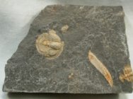 Bettonolithis chamberlaini Trinucleid Brittish Trilobite