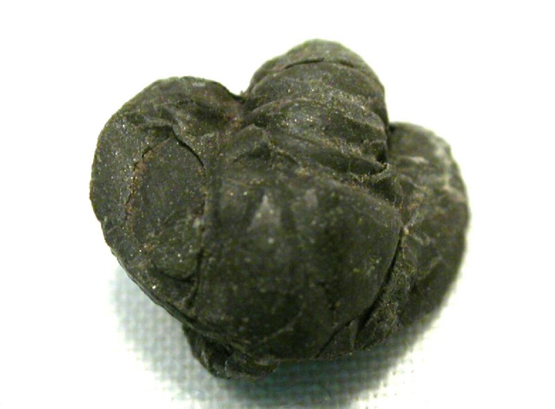 Paraproetus Trilobite from Scotland