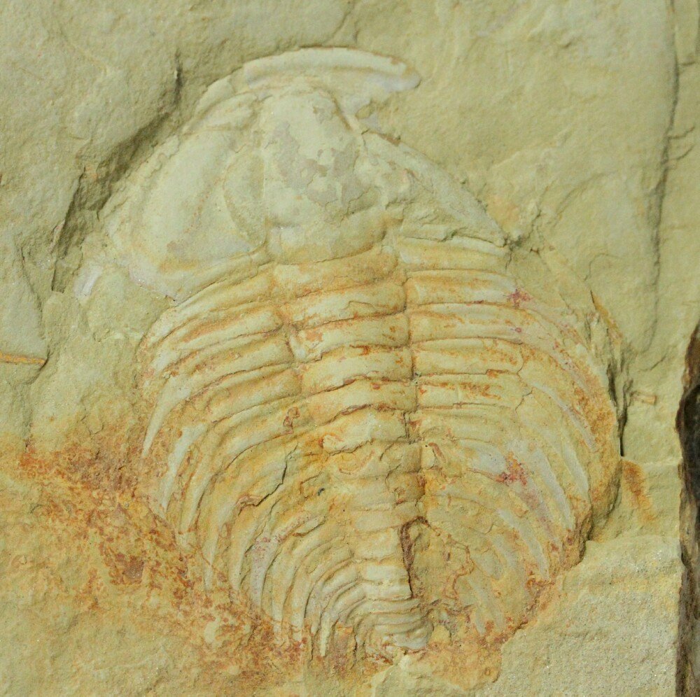 Redlichia yunnanensis