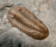 Comptonaspis swallowi Trilobite