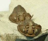 Calymene Trilobites