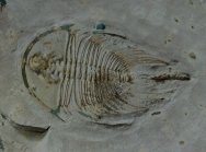 Olenellus fowleri Trilobite