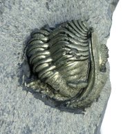 Pyritized Eldredgeops Trilobite with Preserved Appendage