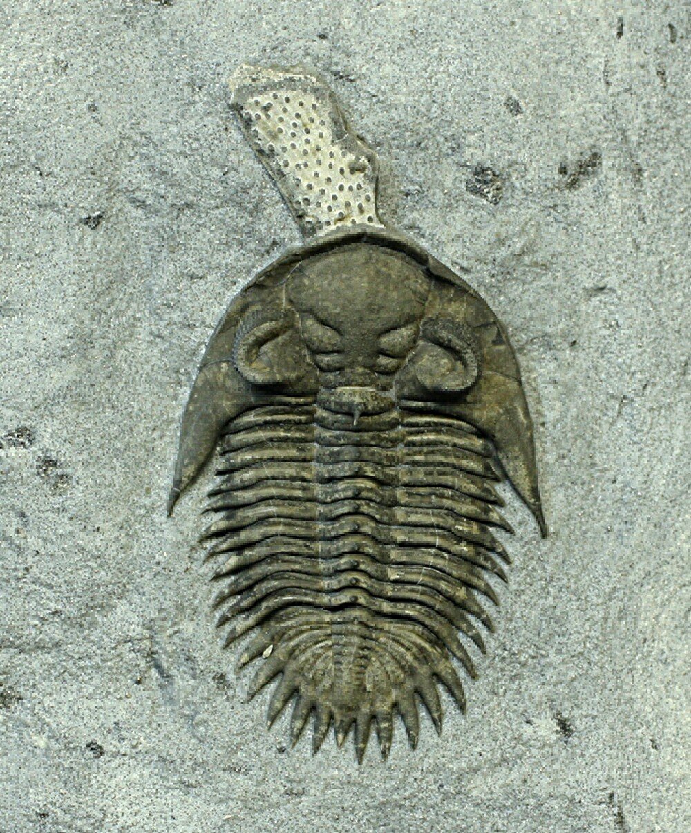 Bellacartwrightia Trilobite