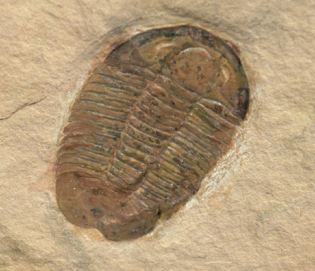 Coosella Trilobite