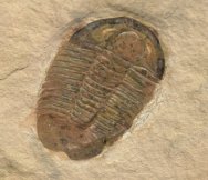 Rare Coosella Trilobites